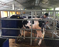 PRODUCCIÓN DE LECHE