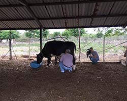 SILVOPASTORAL SYSTEM