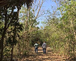 CONTRIBUTION OF INTENSIVE SILVOPASTORAL SYSTEMS