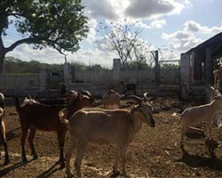 EVALUACIÓN PRODUCTIVA