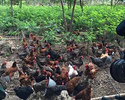 ALTERNATIVAS NUTRICIONALES