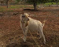INTENSIFYING CATTLE PRODUCTION